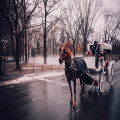 Spreekwoord uitgelegd: Het paard achter de wagen spannen