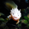 De axolotl als huisdier?