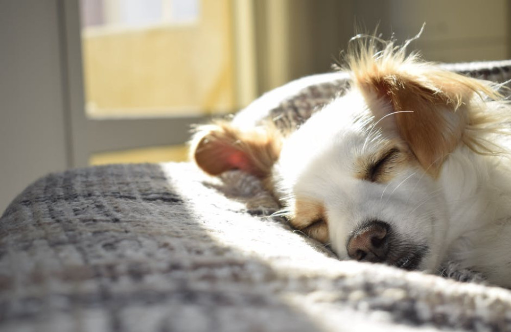 Spreekwoord uitgelegd: Je moet geen slapende honden wakker maken